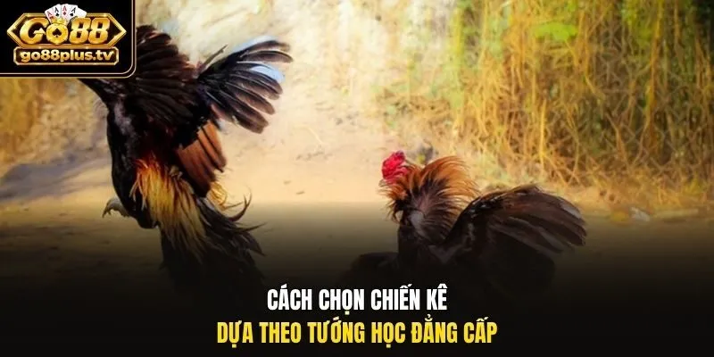 Cách chọn chiến kê dựa theo tướng học đẳng cấp