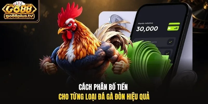 Cách phân bố tiền cho từng loại đá gà đòn hiệu quả