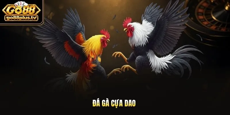 Đá gà cựa dao