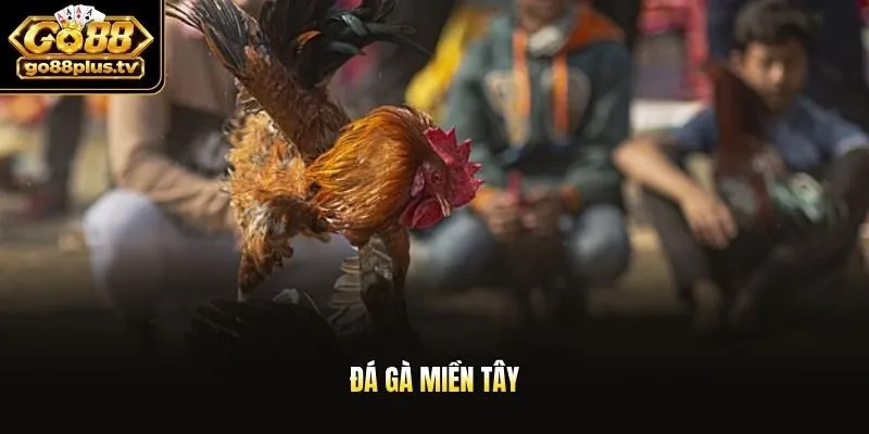 Đá gà miền tây