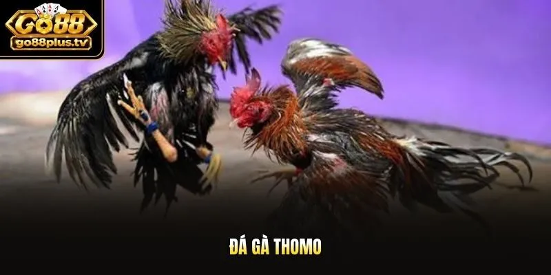 Đá gà Thomo