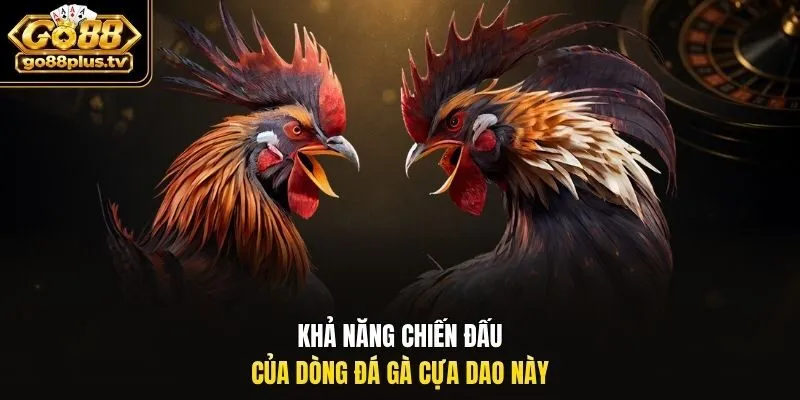 Khả năng chiến đấu của dòng đá gà cựa dao này