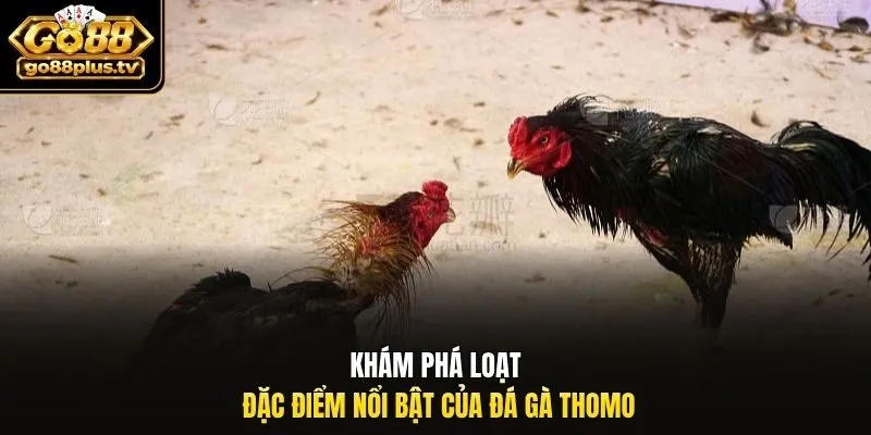 Khám phá loạt đặc điểm nổi bật của đá gà Thomo
