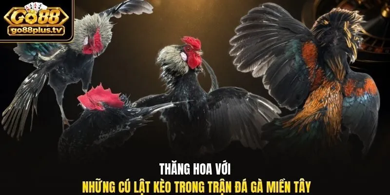 Thăng hoa với những cú lật kèo trong trận đá gà miền tây