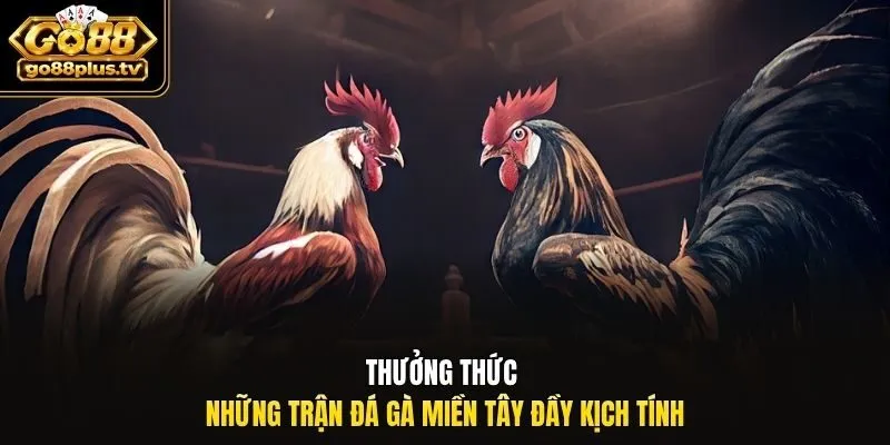 Thưởng thức những trận đá gà miền tây đầy kịch tính
