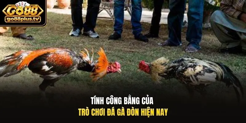 Tính công bằng của trò chơi đá gà đòn hiện nay